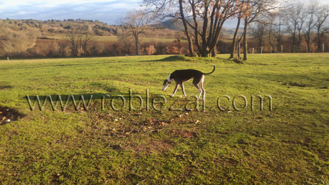 Residencia canina Centro Canino Roblezal